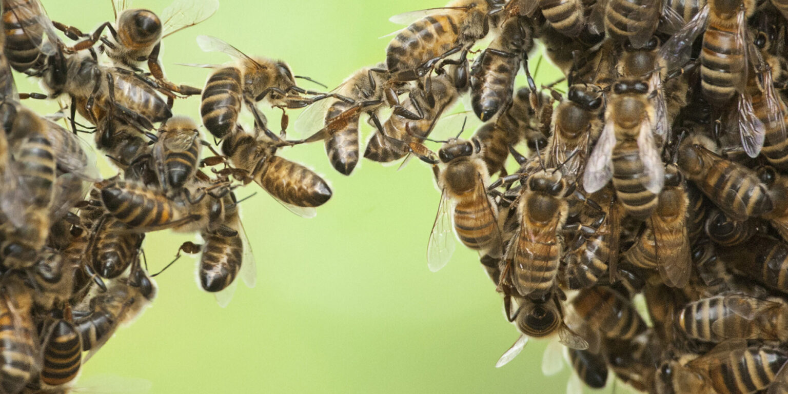 Bündnisse zum Schutz der Bienen - Organisation - Aurelia Stiftung