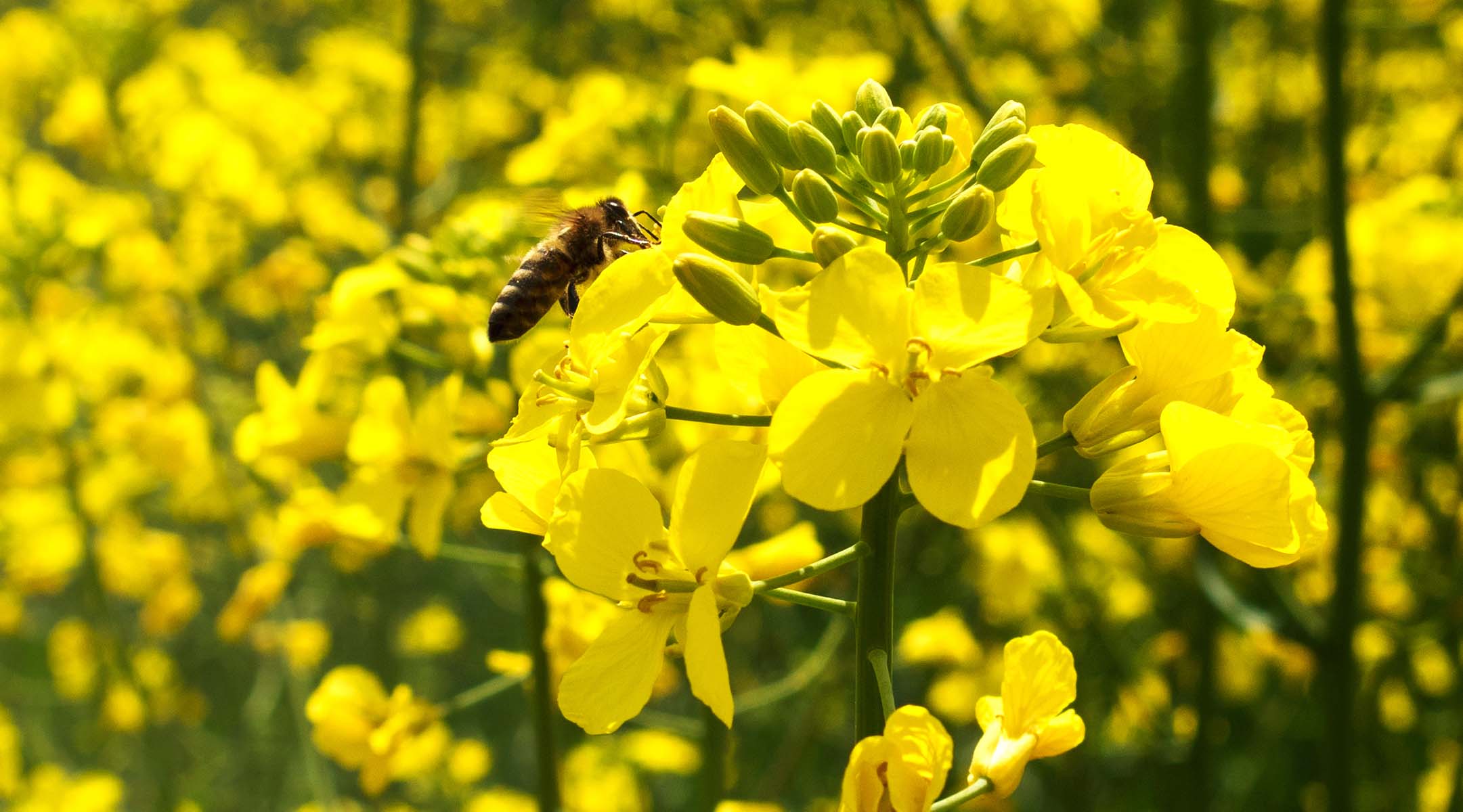Bündnisse zum Schutz der Bienen - Organisation - Aurelia Stiftung