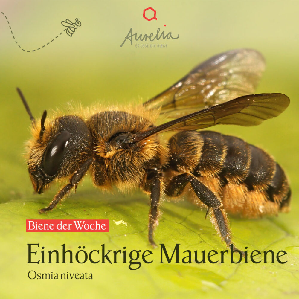 Andere tragen ihre Bürstenfrisur auf dem Kopf. Die heutige ...